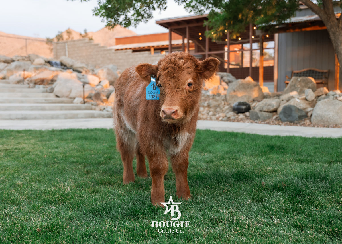 Rocky - Mid-Size Roan Bull/Steer