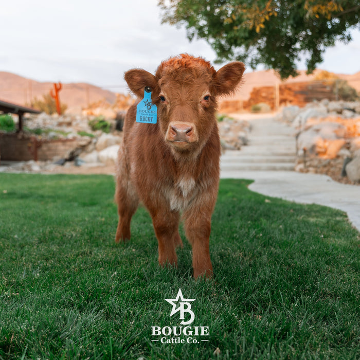 Rocky - Mid-Size Roan Bull/Steer