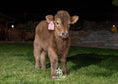 Load image into Gallery viewer, Skye - Mid-Size • Polled Heifer
