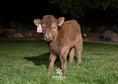 Load image into Gallery viewer, Skye - Mid-Size • Polled Heifer

