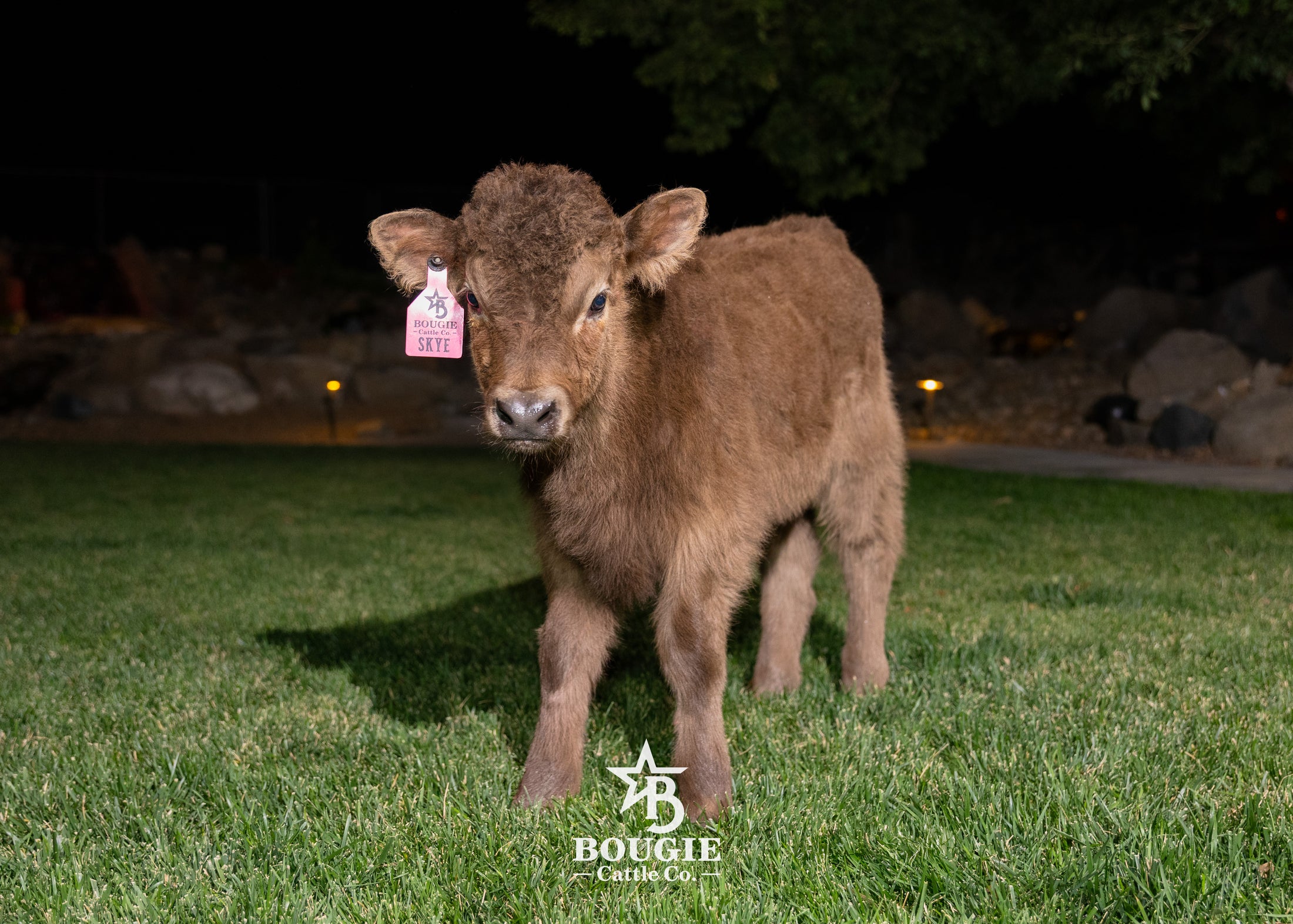Skye - Mid-Size • Polled Heifer