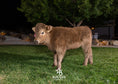 Load image into Gallery viewer, Skye - Mid-Size • Polled Heifer
