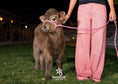 Load image into Gallery viewer, Skye - Mid-Size • Polled Heifer
