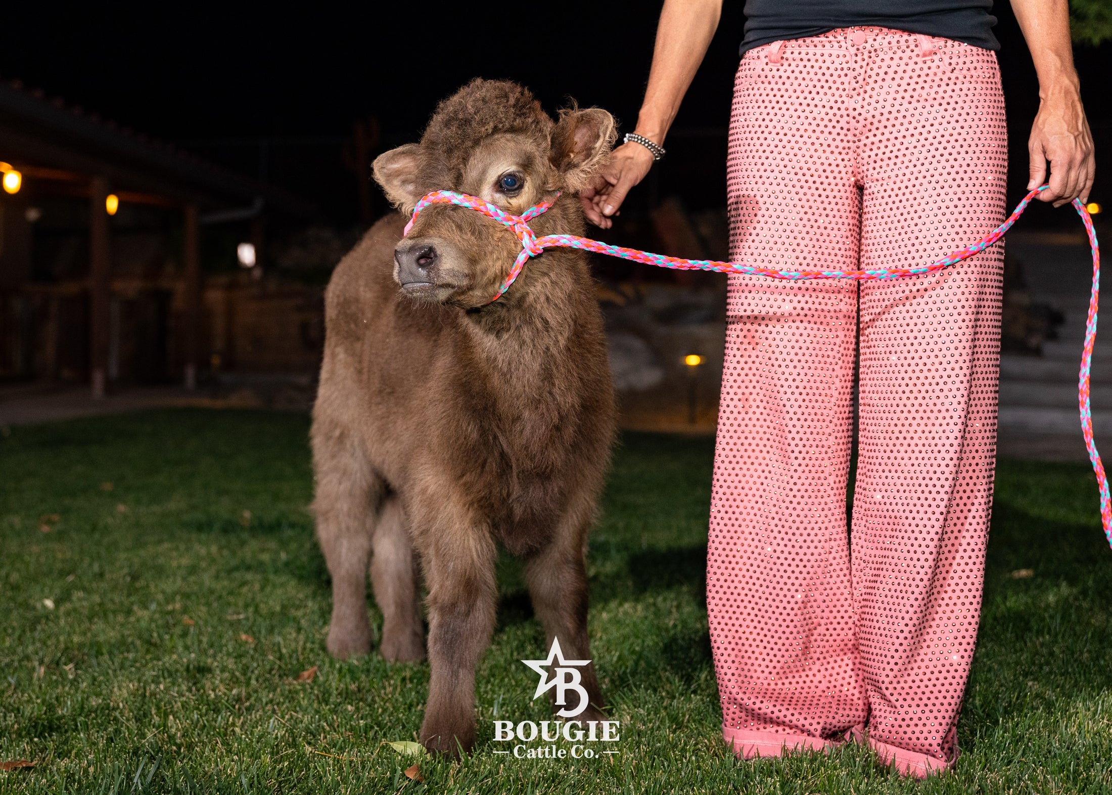 Skye - Mid-Size • Polled Heifer