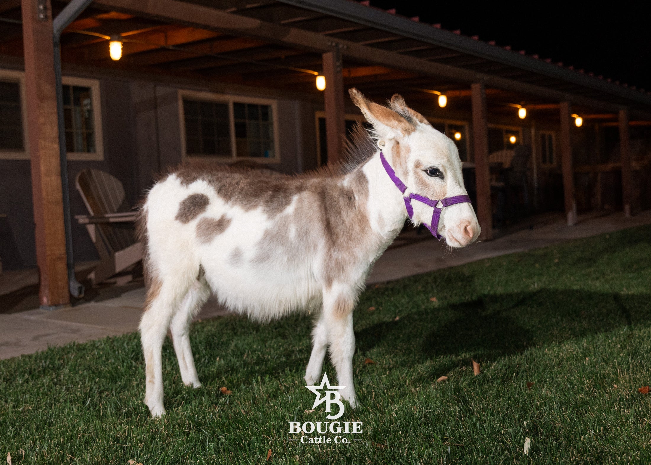 Sweet Pea - WEANED Micro/Mini Paint Jeanette Donkey