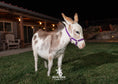 Load image into Gallery viewer, Sweet Pea - WEANED Micro/Mini Paint Jeanette Donkey
