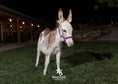 Load image into Gallery viewer, Sweet Pea - WEANED Micro/Mini Paint Jeanette Donkey
