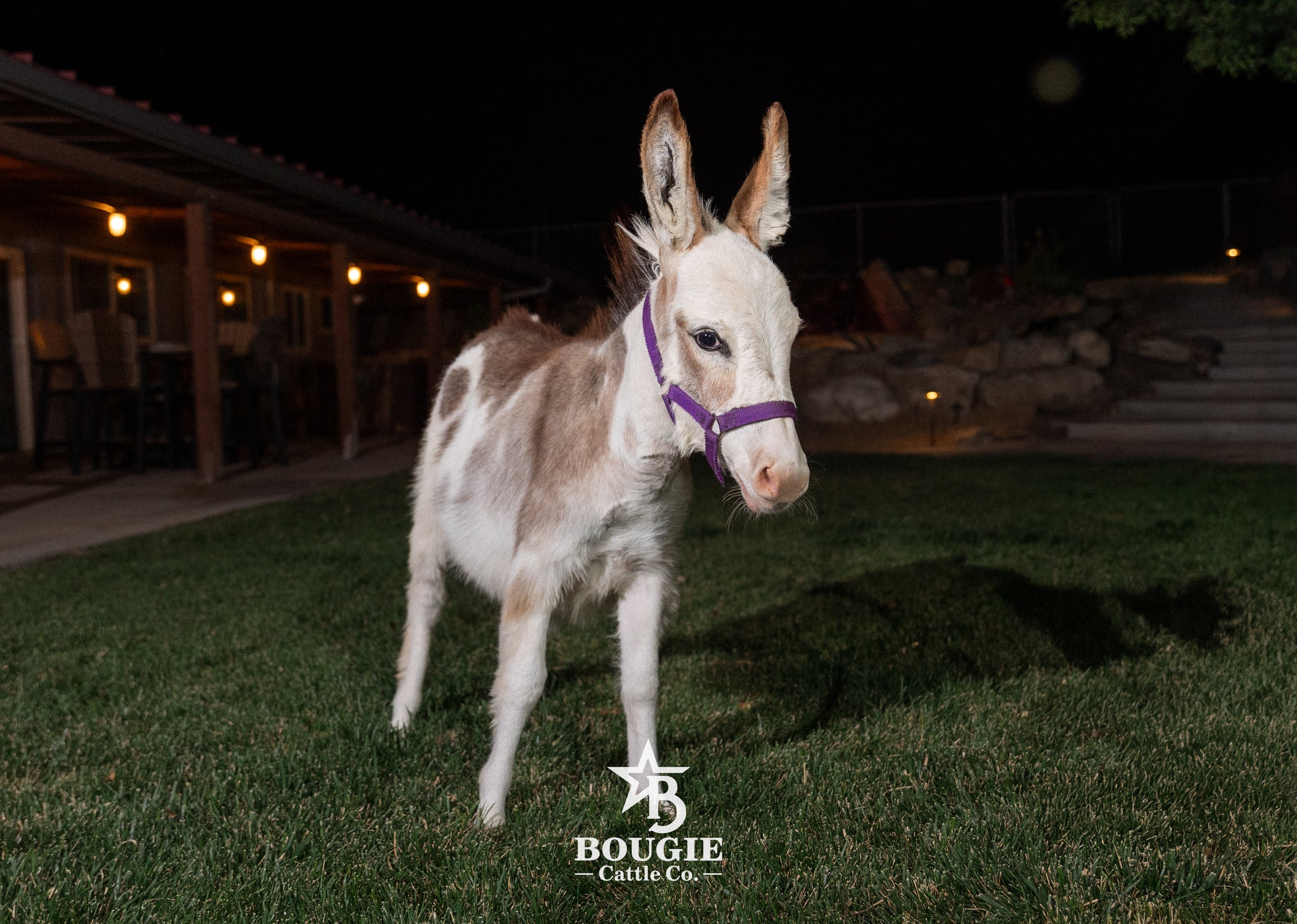 Sweet Pea - WEANED Micro/Mini Paint Jeanette Donkey