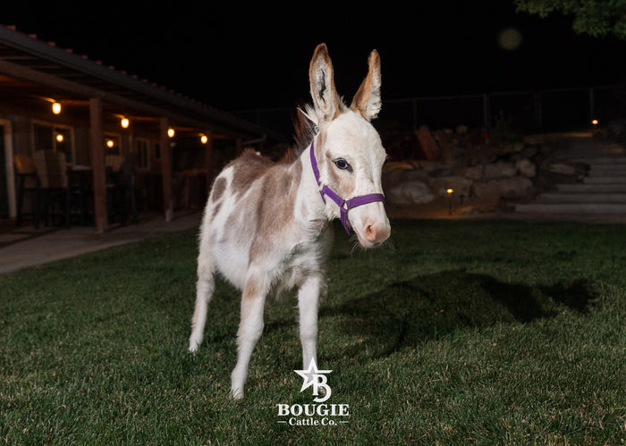 Sweet Pea - WEANED Micro/Mini Paint Jeanette Donkey