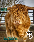 Load image into Gallery viewer, Luscious Lucifer - Micro/Mini • Polled • Bull/Steer
