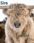 Load image into Gallery viewer, Luxe - Micro/Mini Silver Dun Heifer
