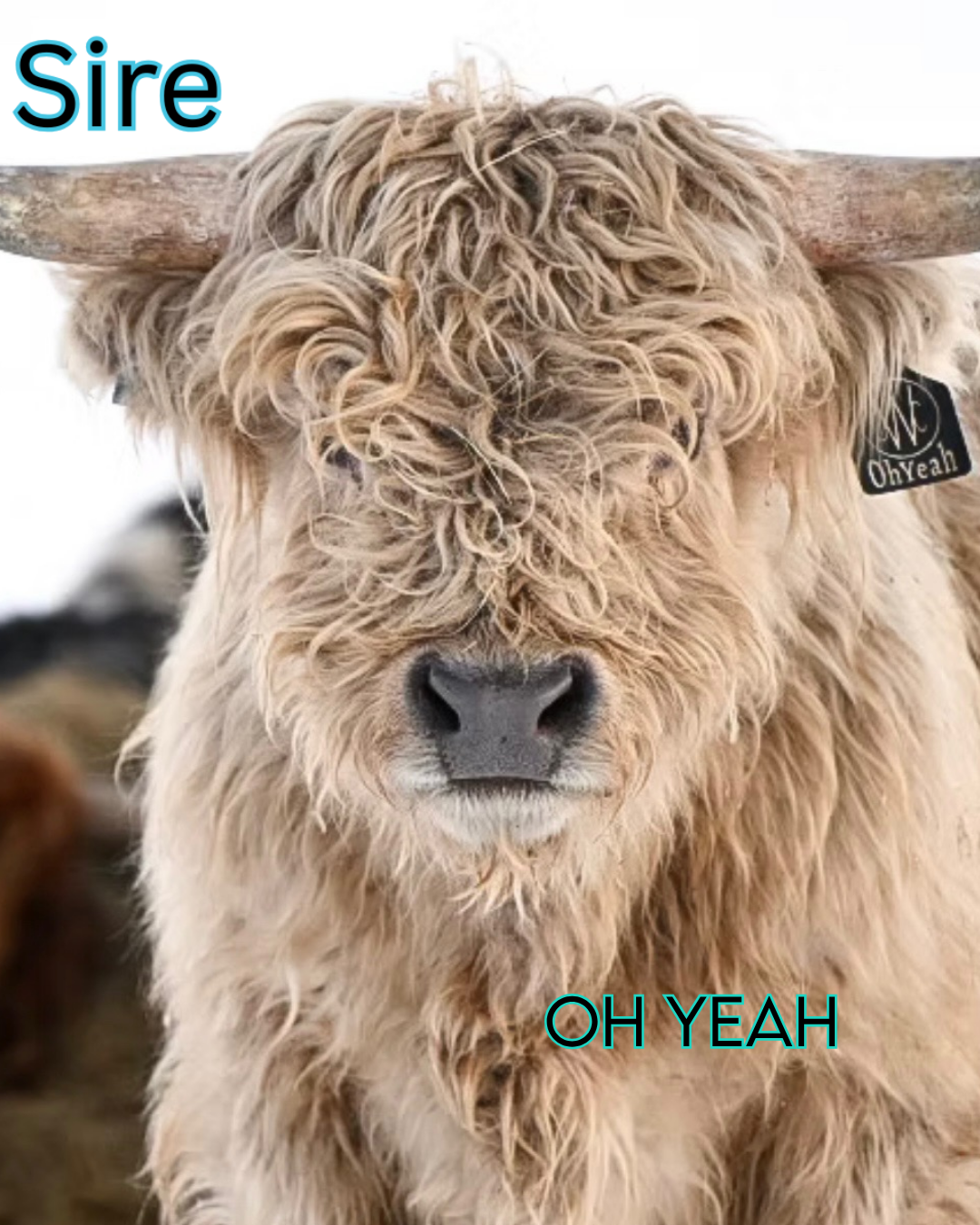 Luxe - Micro/Mini Silver Dun Heifer