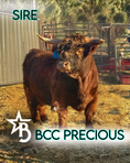 Load image into Gallery viewer, The Tipster Small Mid-Size Bull/Steer
