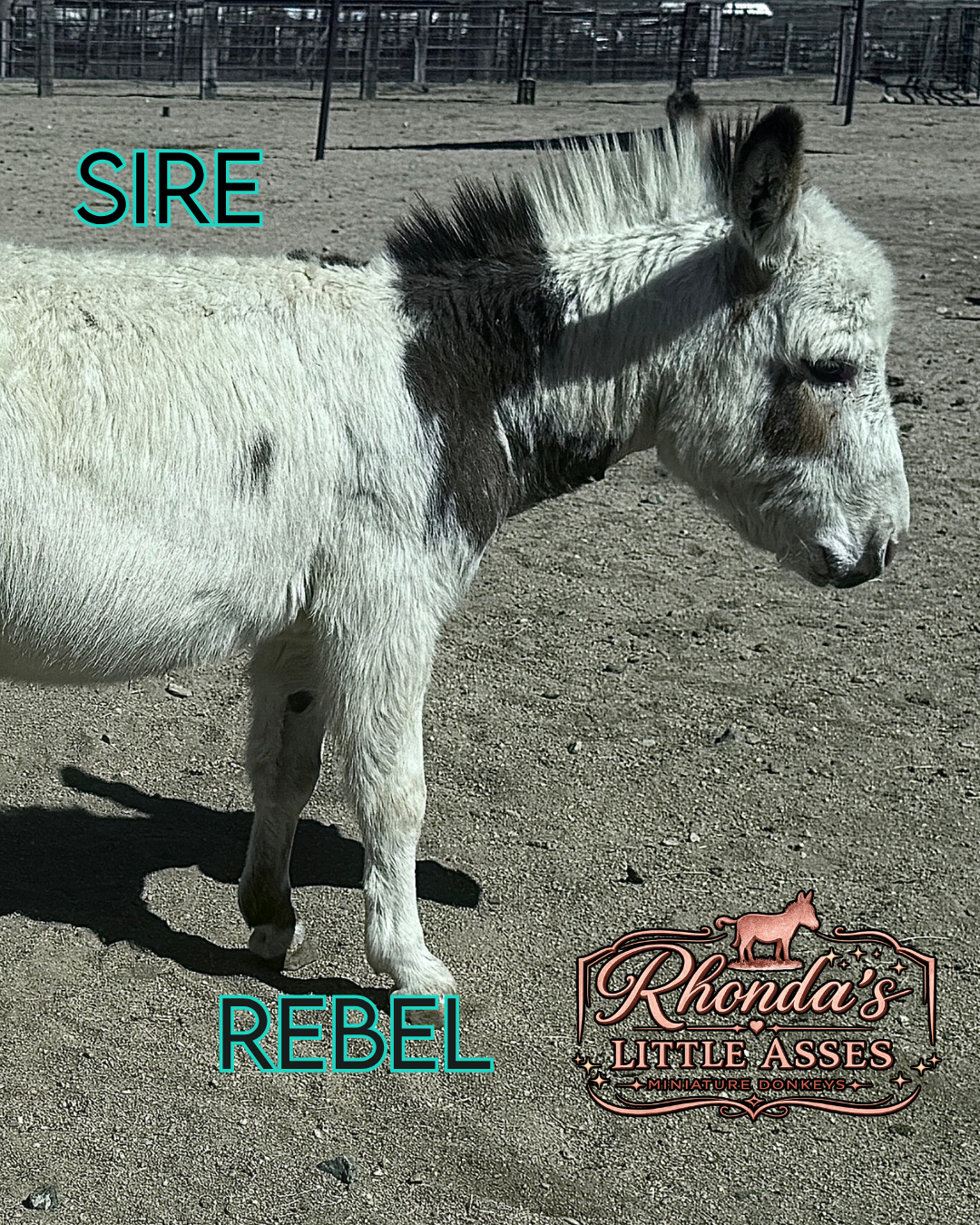 Sweet Pea - WEANED Micro/Mini Paint Jeanette Donkey