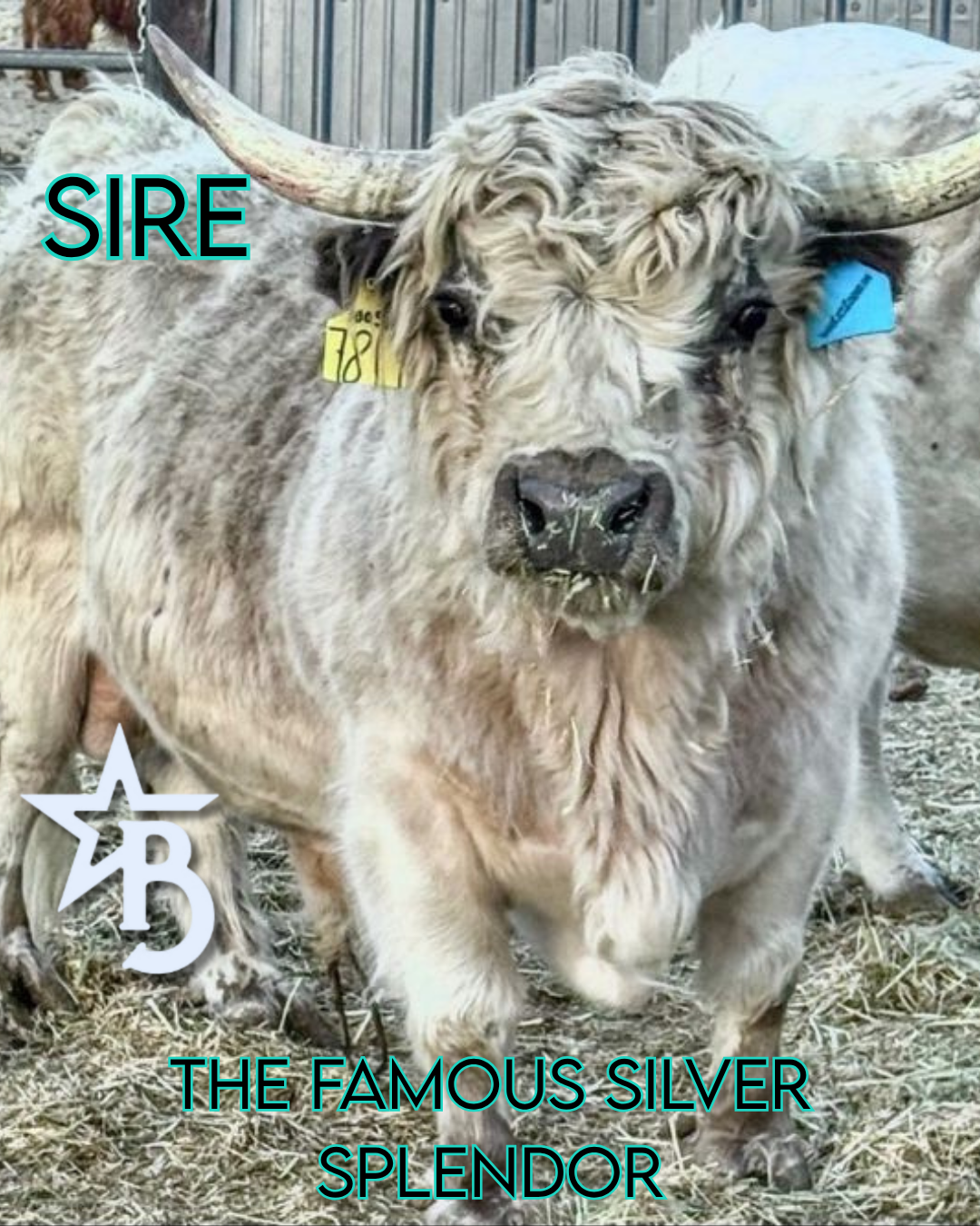 Churro - WEANED Mid Size Bull/Steer