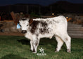 Load image into Gallery viewer, The Tipster Small Mid-Size Bull/Steer
