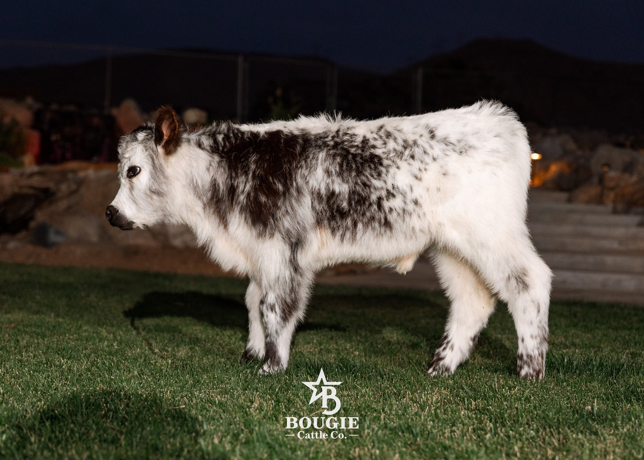 The Tipster Small Mid-Size Bull/Steer