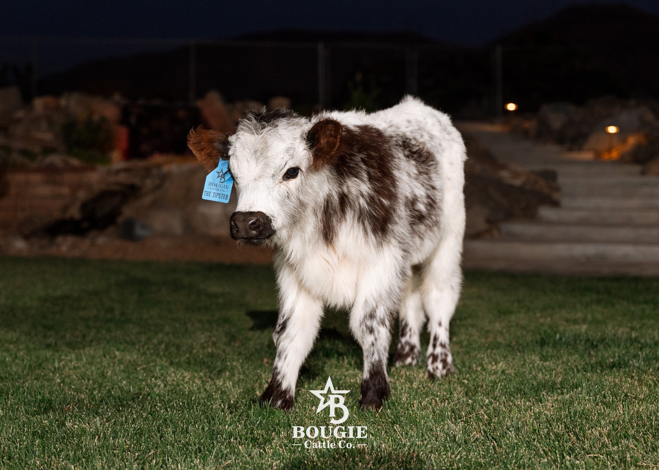 The Tipster Small Mid-Size Bull/Steer