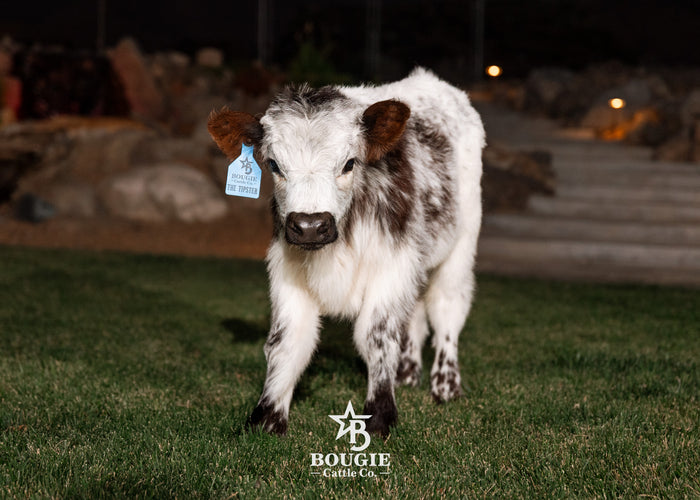 The Tipster Small Mid-Size Bull/Steer