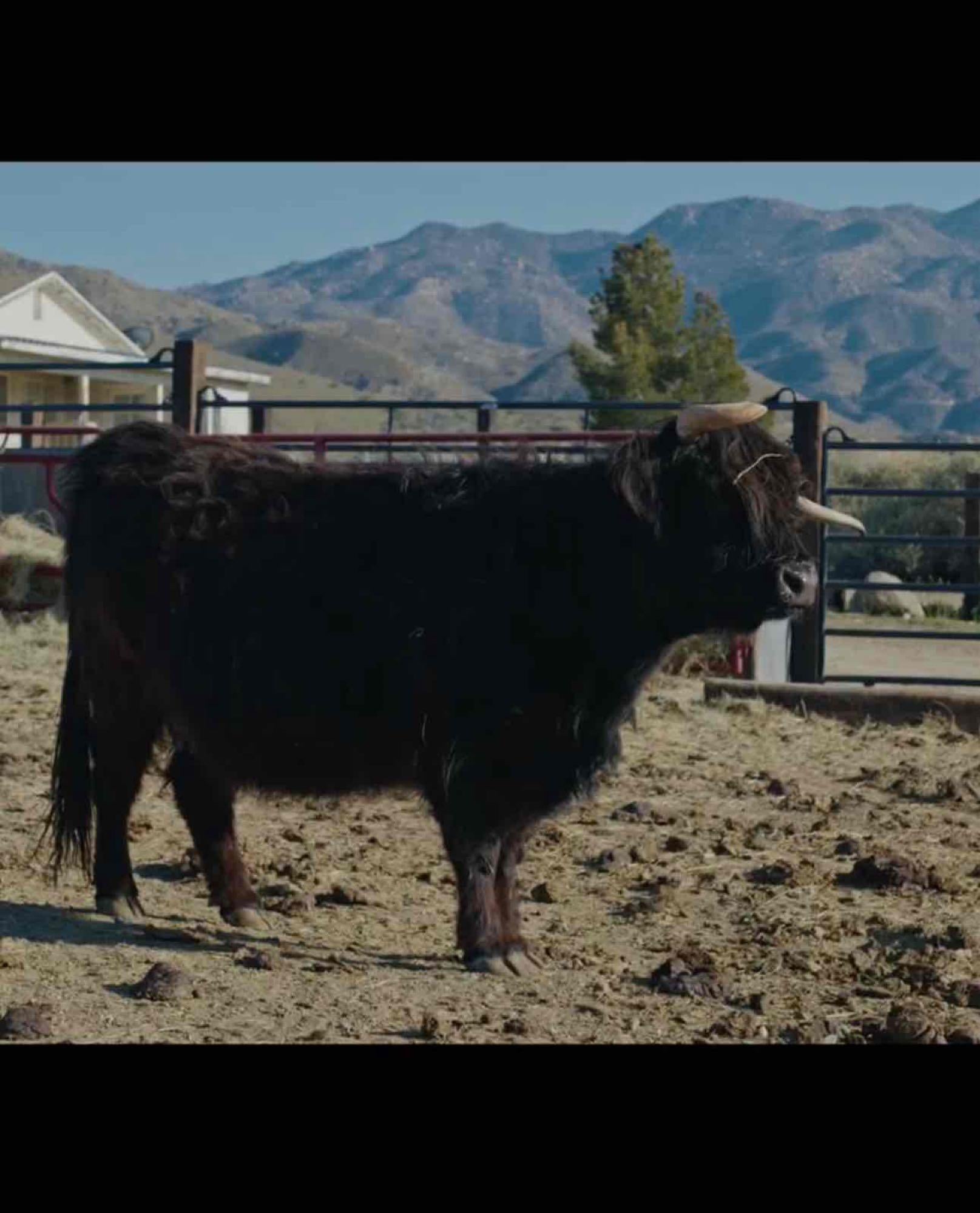 Trucker Coal -Mini Virgin Dehorned  Bull $8000.00