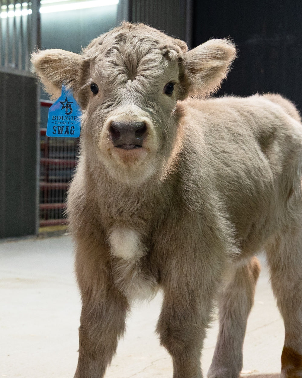 Swag – Mid Size Bull Steer
