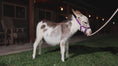 Load and play video in Gallery viewer, Sweet Pea - WEANED Micro/Mini Paint Jeanette Donkey
