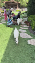 Load and play video in Gallery viewer, Invite Bougie to Your Next Event

