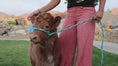 Load and play video in Gallery viewer, Rocky - Mid-Size Roan Bull/Steer
