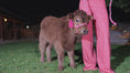 Load and play video in Gallery viewer, Skye - Mid-Size • Polled Heifer
