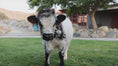 Load and play video in Gallery viewer, Ozzie 2.0 - WEANED Mid-Size High Park Steer

