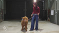 Load and play video in Gallery viewer, Peanut Butter – Mid-Size High Percentage Highland Bull/Steer
