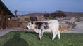 Load and play video in Gallery viewer, The Tipster Small Mid-Size Bull/Steer
