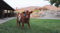 Load and play video in Gallery viewer, Bucky - Micro/Mini Weaned Polled Steer
