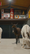 Load and play video in Gallery viewer, Two Hour Ranch Tour - Including Lunch
