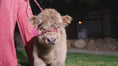 Load and play video in Gallery viewer, Luxe - Micro/Mini Silver Dun Heifer

