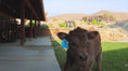 Load and play video in Gallery viewer, Luscious Lucifer - Micro/Mini • Polled • Bull/Steer
