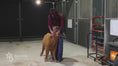 Load and play video in Gallery viewer, Gigi – Polled Mini/Mid Heifer

