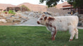 Load and play video in Gallery viewer, Churro - WEANED Mid Size Bull/Steer
