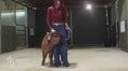 Load and play video in Gallery viewer, Beau – Mid Bull/Steer
