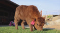 Load and play video in Gallery viewer, Halo - Micro/Mini Polled Heifer

