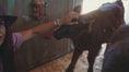 Load and play video in Gallery viewer, Calf Cuddling
