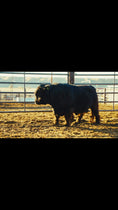 Load and play video in Gallery viewer, Trucker Coal -Mini Virgin Dehorned  Bull $8000.00
