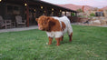 Load and play video in Gallery viewer, Iconic Ivy - Micro/Mini Heifer
