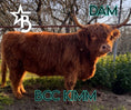 Load image into Gallery viewer, Peanut Butter – Mid-Size High Percentage Highland Bull/Steer
