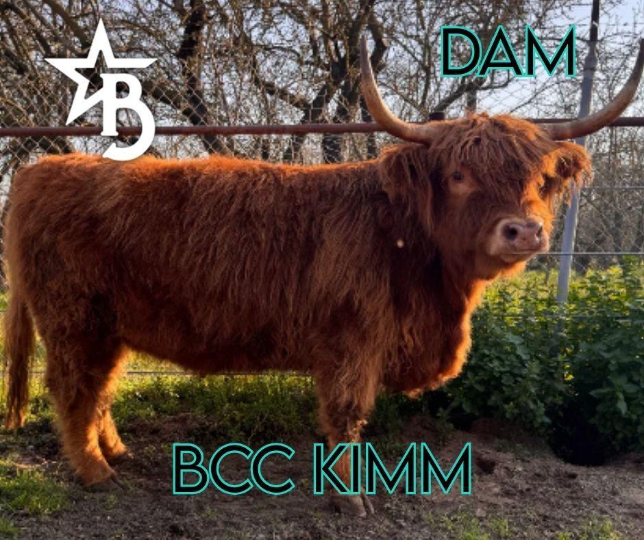 Peanut Butter – Mid-Size High Percentage Highland Bull/Steer