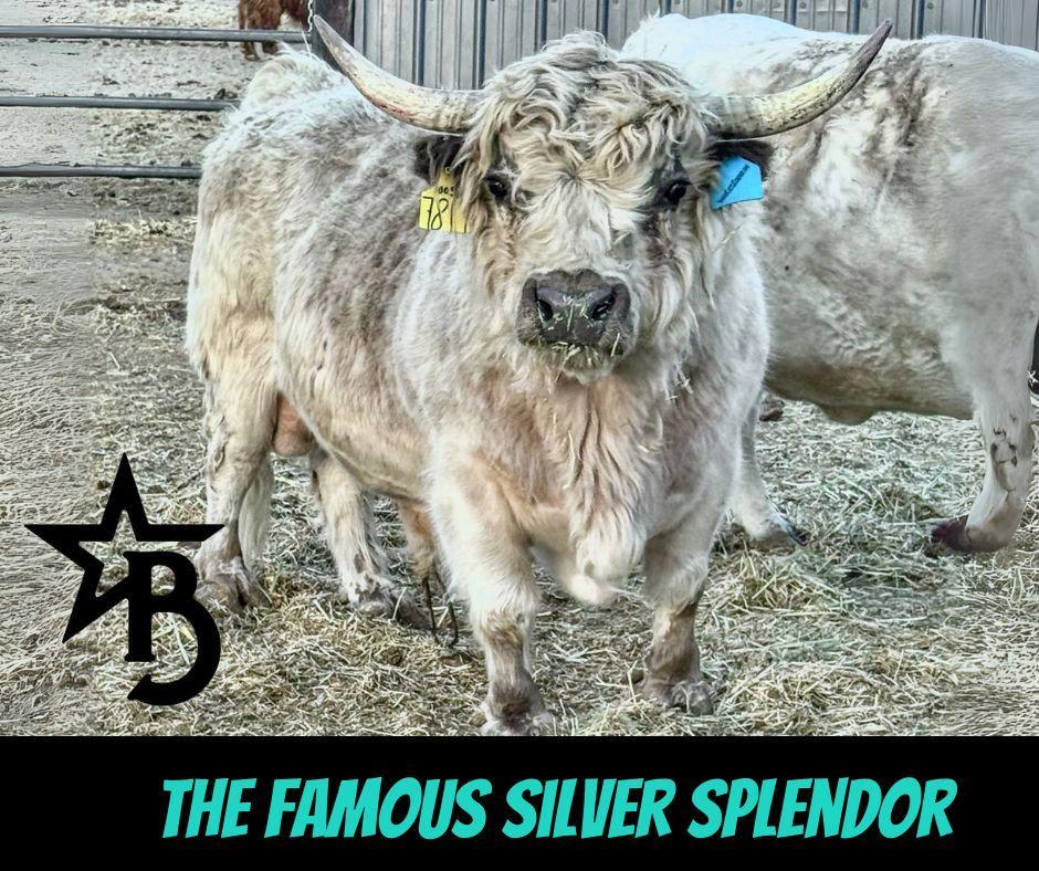 Barbie – Micro/Mini High-Park Heifer