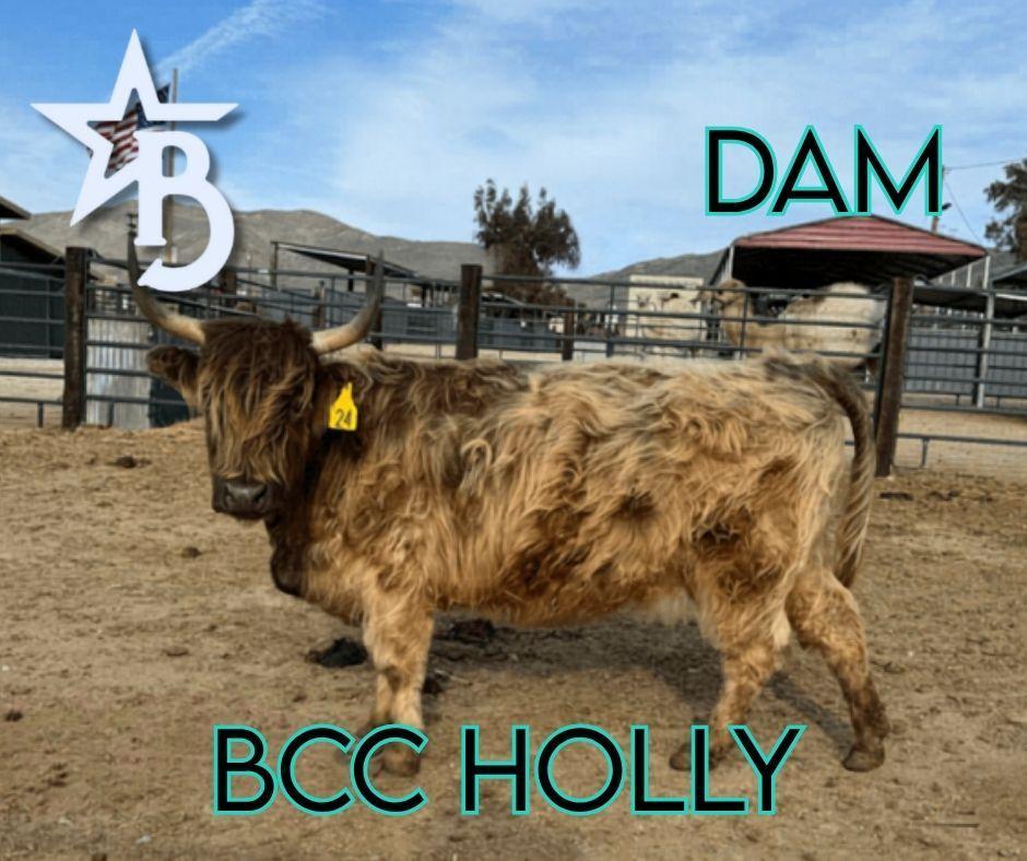 Dixie Dunn – Mid Size Heifer