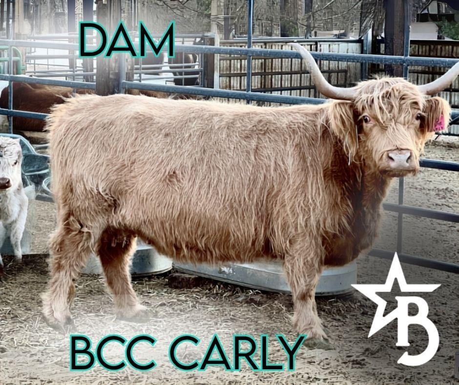 Mocha Mae – Micro / Mini Heifer
