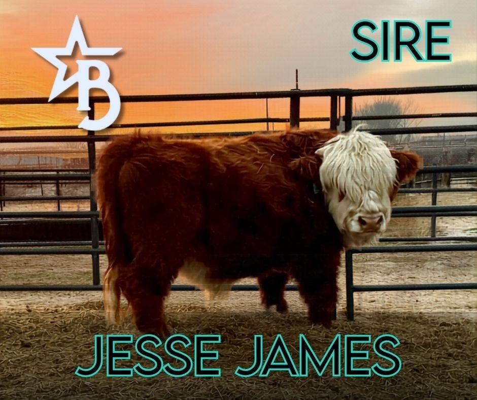 Beau – Mid Bull/Steer
