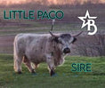 Load image into Gallery viewer, Banks – Mid High-Park Bull/Steer
